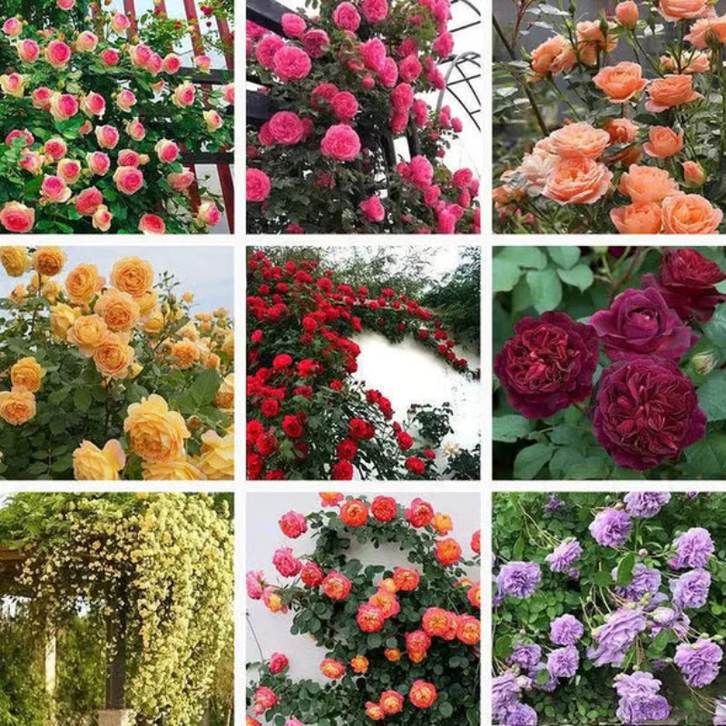 Climbing Rose Seeds ~ Transform fences into floral walls naturally~