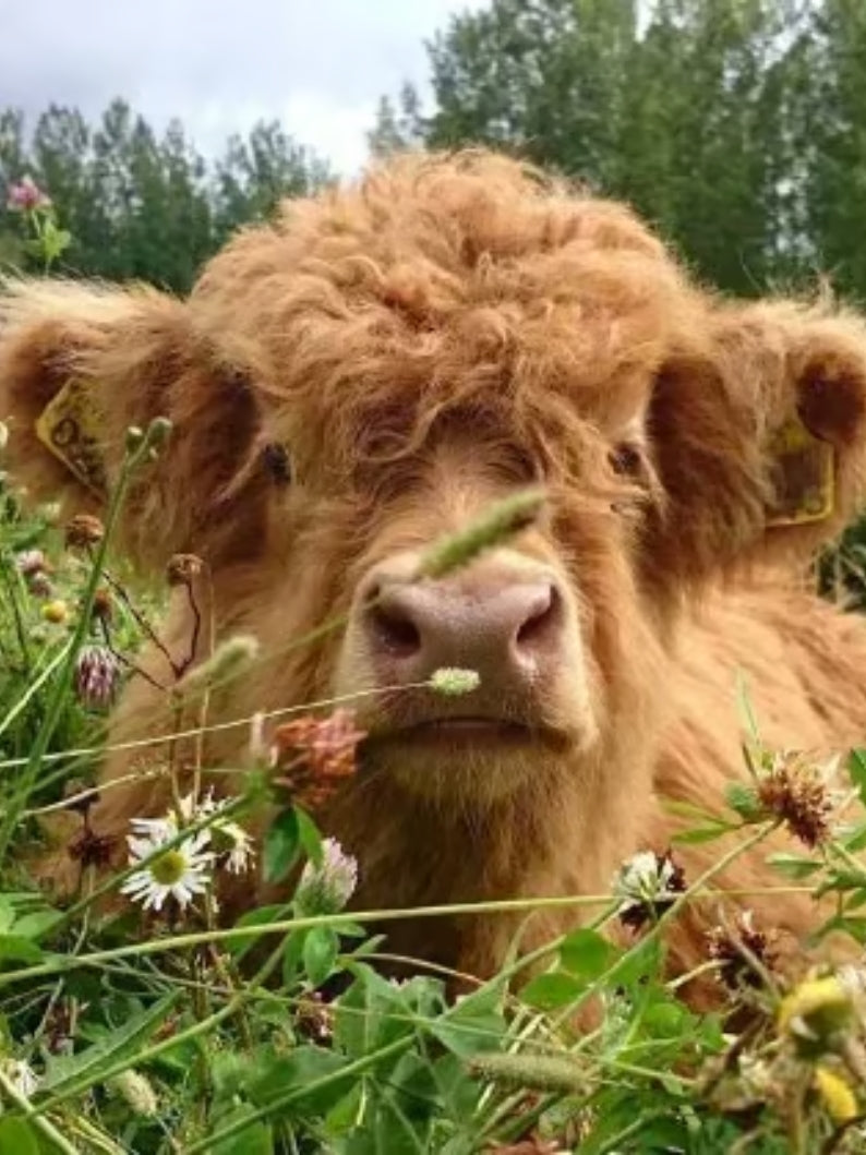 Scottish Handmade Highland Cattle Plush ~ A soft companion for every age.